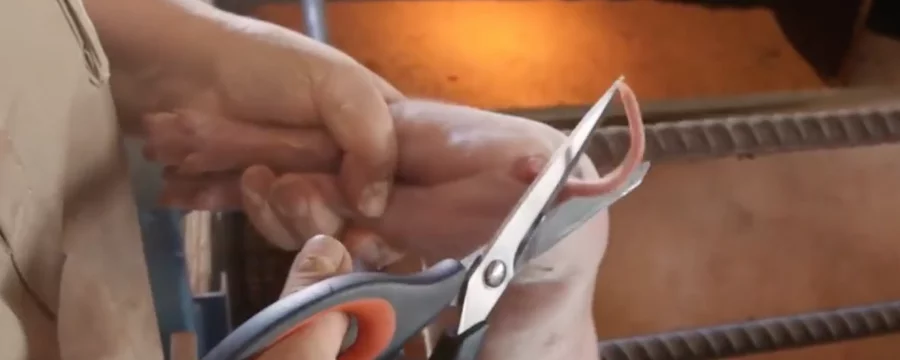 Piglets tail being mutilated
